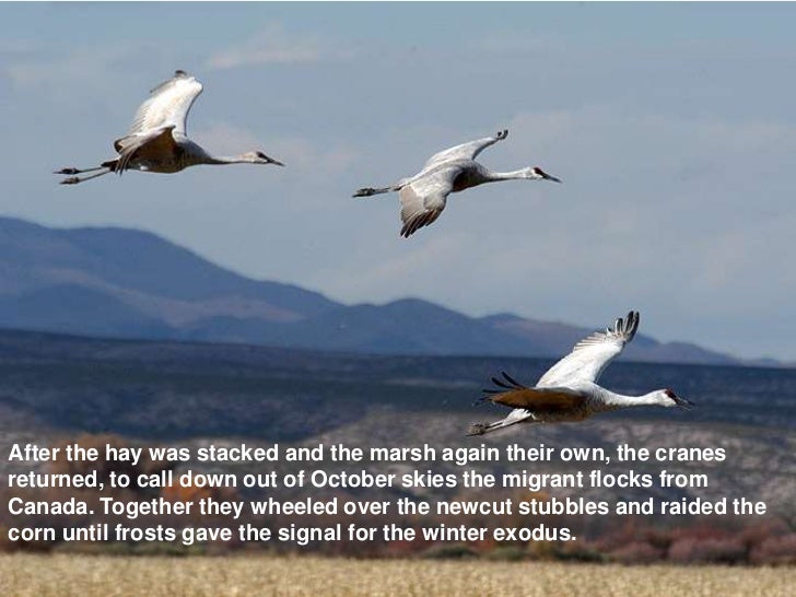 What species does leopold describe a memorial for? picture