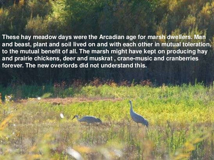 Marshland elegy essay 08 image