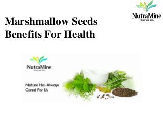 Marshmallow Seeds
Benefits For Health
 