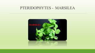 PTERIDOPHYTES - MARSILEA
 