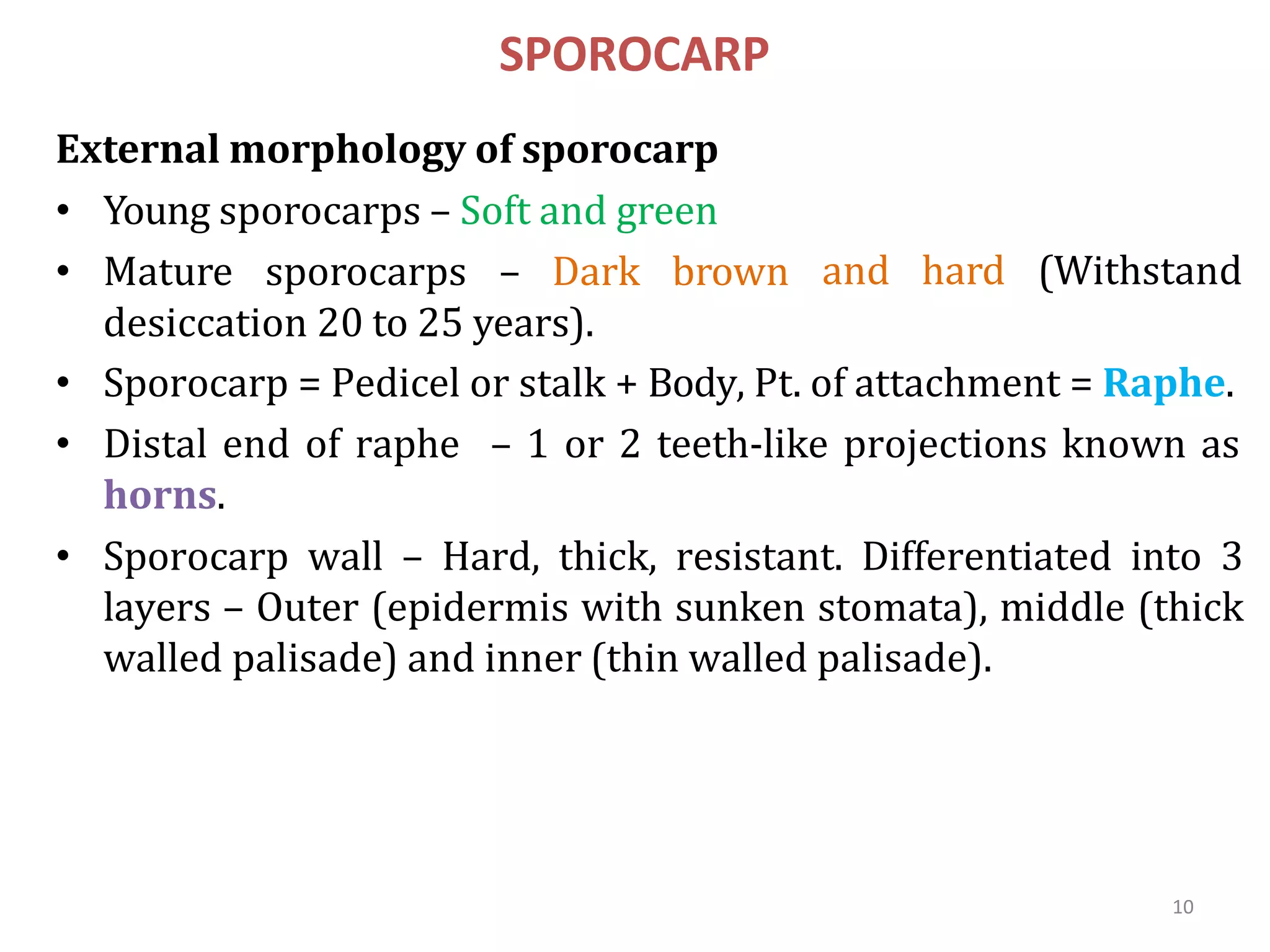 10
SPOROCARP
External morphology of sporocarp
• Young sporocarps – Soft and green
• Mature sporocarps – Dark brown
desiccation 20 to 25 years).
and hard (Withstand
• Sporocarp = Pedicel or stalk + Body, Pt. of attachment = Raphe.
• Distal end of raphe – 1 or 2 teeth-like projections known as
horns.
• Sporocarp wall – Hard, thick, resistant. Differentiated into 3
layers – Outer (epidermis with sunken stomata), middle (thick
walled palisade) and inner (thin walled palisade).
 