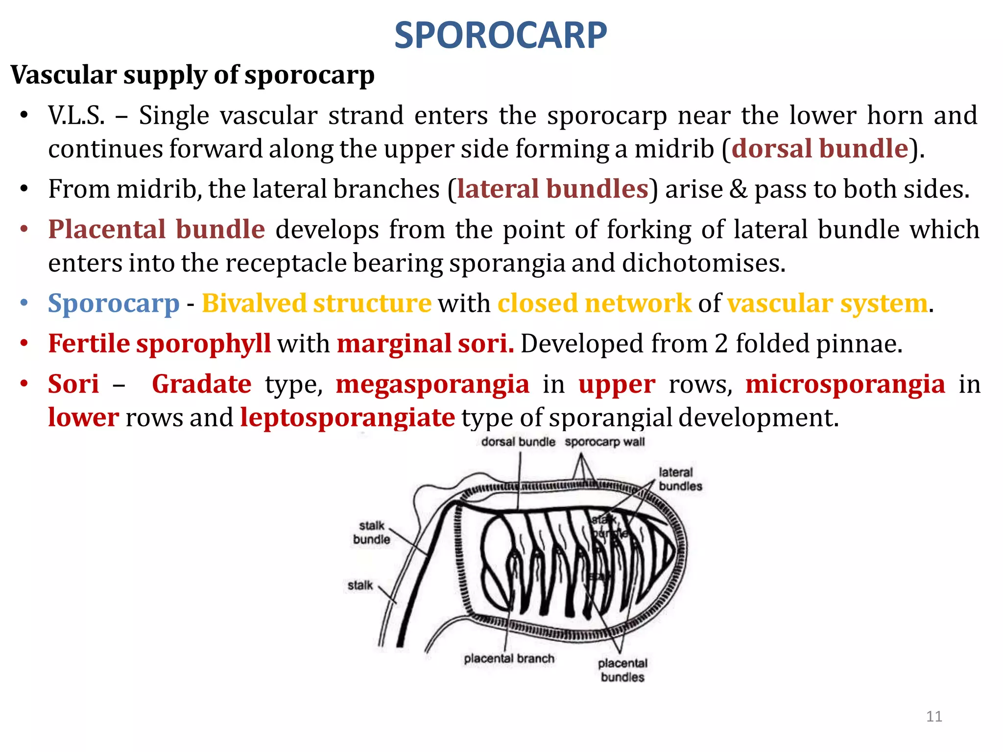SPOROCARP
Vascular supply of sporocarp
• V.L.S. – Single vascular strand enters the sporocarp near the lower horn and
continues forward along the upper side forming a midrib (dorsal bundle).
• From midrib, the lateral branches (lateral bundles) arise & pass to both sides.
• Placental bundle develops from the point of forking of lateral bundle which
enters into the receptacle bearing sporangia and dichotomises.
• Sporocarp - Bivalved structure with closed network of vascular system.
• Fertile sporophyll with marginal sori. Developed from 2 folded pinnae.
• Sori – Gradate type, megasporangia in upper rows, microsporangia in
lower rows and leptosporangiate type of sporangial development.
11
 