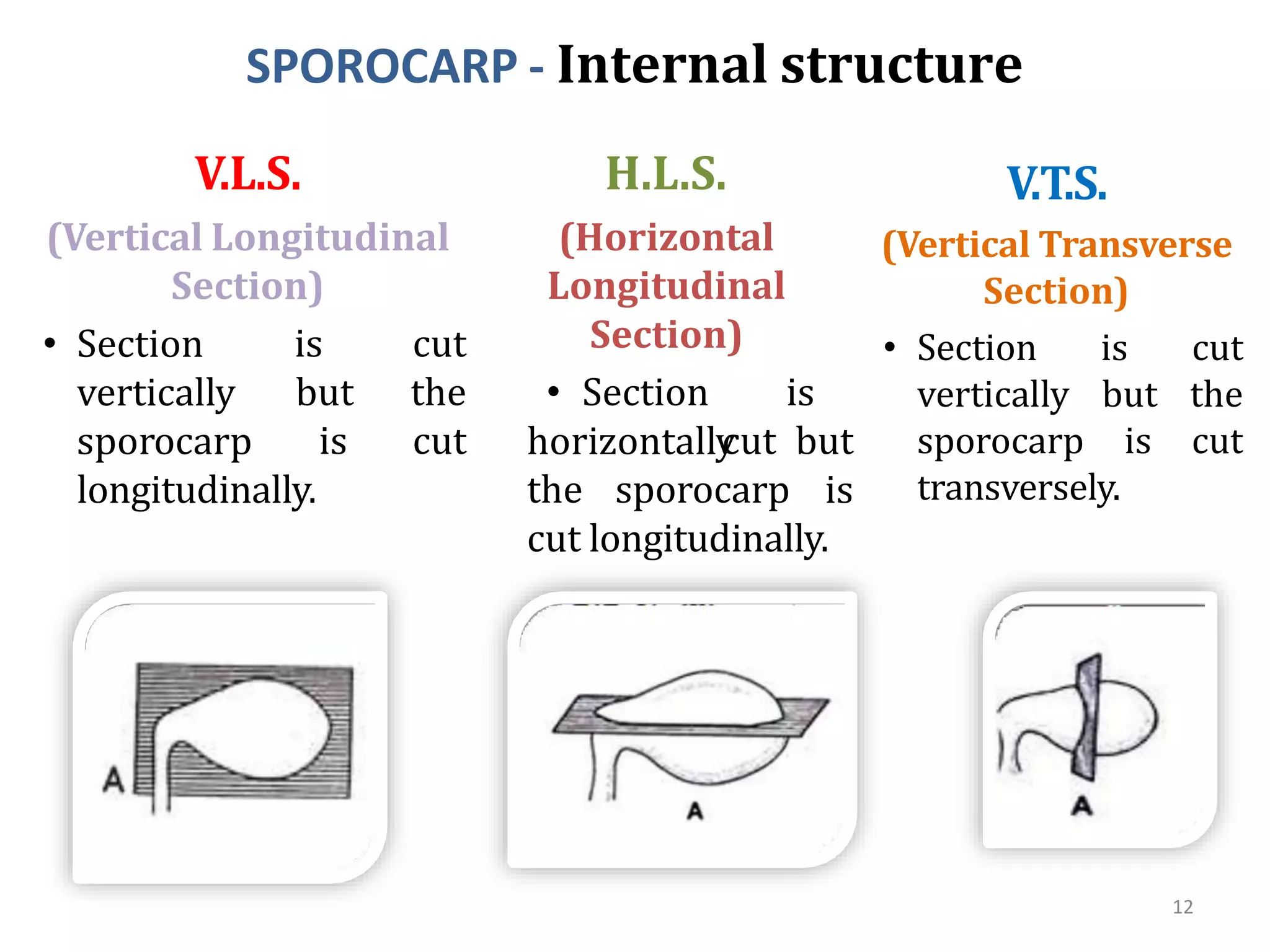 SPOROCARP - Internal structure
V.L.S.
(Vertical Longitudinal
Section)
• Section
vertically
sporocarp
is cut
but the
is cut
longitudinally.
V.T.S.
(Vertical Transverse
Section)
• Section is cut
vertically but the
sporocarp is cut
transversely.
H.L.S.
(Horizontal
Longitudinal
Section)
horizontally
the sporocarp
• Section is
cut but
is
cut longitudinally.
12
 