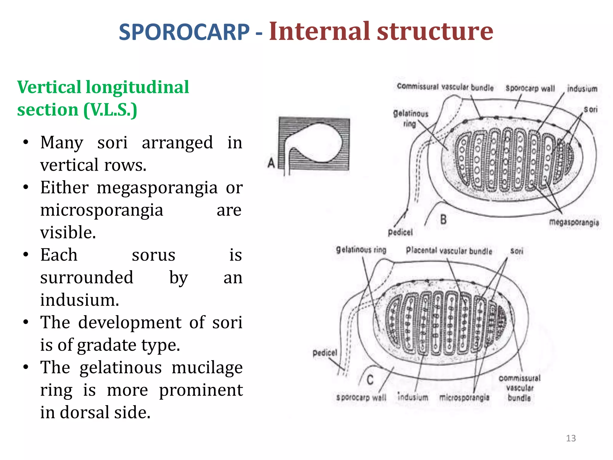 SPOROCARP - Internal structure
Vertical longitudinal
section (V.L.S.)
• Many sori arranged in
vertical rows.
• Either megasporangia or
microsporangia are
visible.
• Each sorus is
surrounded by an
indusium.
• The development of sori
is of gradate type.
• The gelatinous mucilage
ring is more prominent
in dorsal side.
13
 