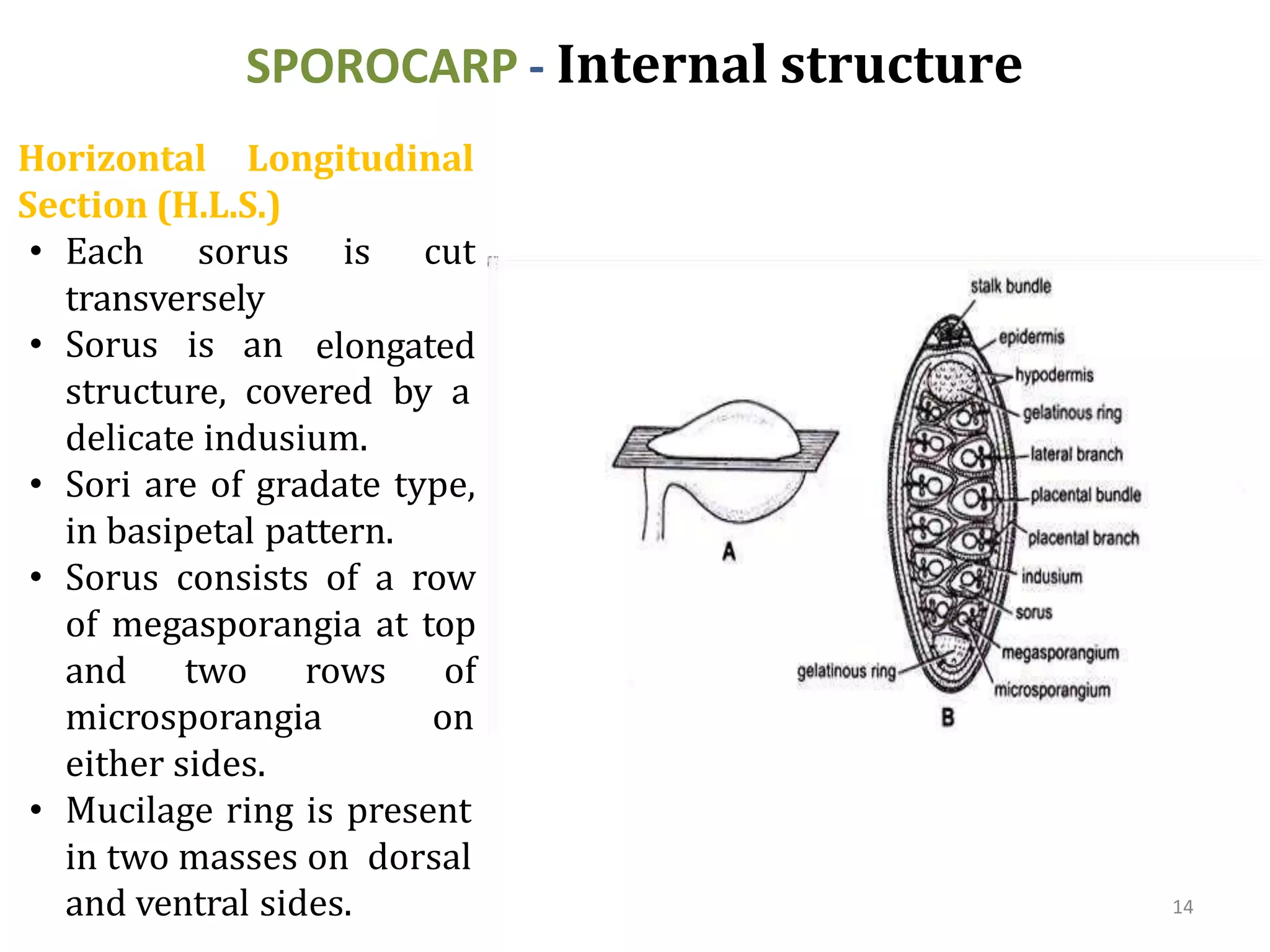 SPOROCARP - Internal structure
and ventral sides. 14
Horizontal Longitudinal
Section (H.L.S.)
• Each sorus
transversely
• Sorus is an
is cut
elongated
structure, covered by a
delicate indusium.
• Sori are of gradate type,
in basipetal pattern.
• Sorus consists of a row
of megasporangia at top
and two rows of
microsporangia on
either sides.
• Mucilage ring is present
in two masses on dorsal
 