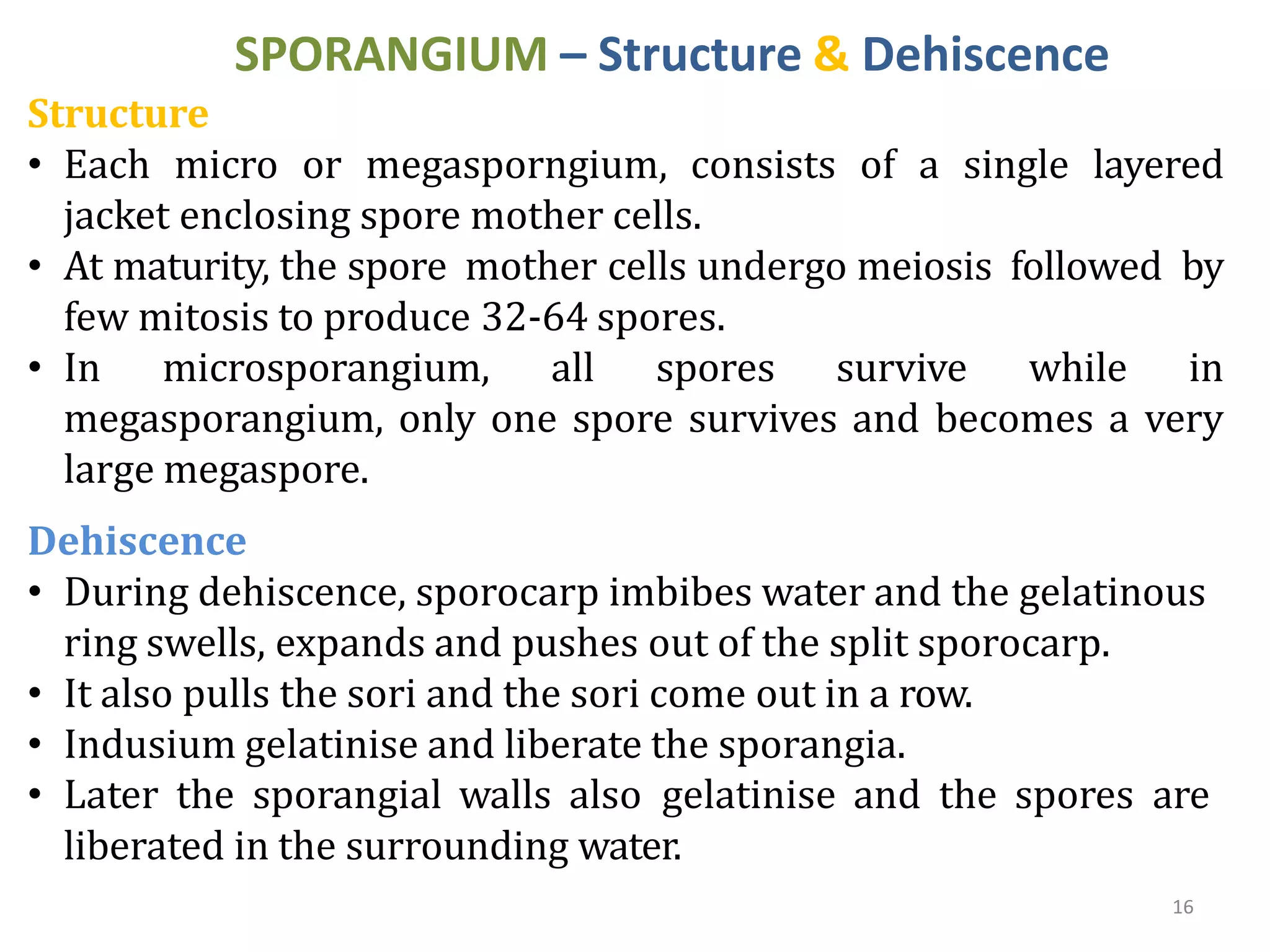 16
SPORANGIUM – Structure & Dehiscence
Structure
• Each micro or megasporngium, consists of a single layered
jacket enclosing spore mother cells.
• At maturity, the spore mother cells undergo meiosis followed by
few mitosis to produce 32-64 spores.
• In microsporangium, all spores survive while in
megasporangium, only one spore survives and becomes a very
large megaspore.
Dehiscence
• During dehiscence, sporocarp imbibes water and the gelatinous
ring swells, expands and pushes out of the split sporocarp.
• It also pulls the sori and the sori come out in a row.
• Indusium gelatinise and liberate the sporangia.
• Later the sporangial walls also gelatinise and the spores are
liberated in the surrounding water.
 