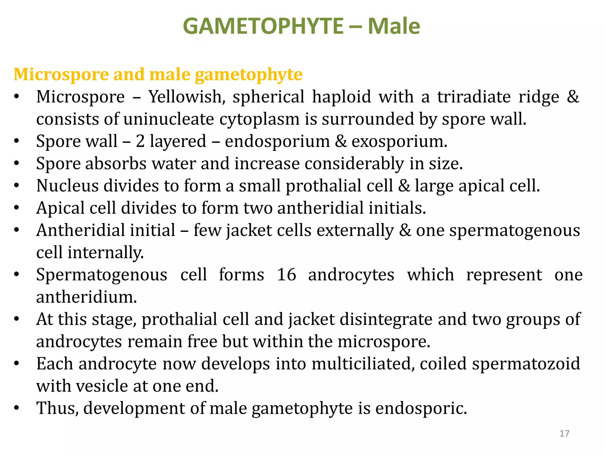 17
GAMETOPHYTE – Male
Microspore and male gametophyte
• Microspore – Yellowish, spherical haploid with a triradiate ridge &
consists of uninucleate cytoplasm is surrounded by spore wall.
• Spore wall – 2 layered – endosporium & exosporium.
• Spore absorbs water and increase considerably in size.
• Nucleus divides to form a small prothalial cell & large apical cell.
• Apical cell divides to form two antheridial initials.
• Antheridial initial – few jacket cells externally & one spermatogenous
cell internally.
• Spermatogenous cell forms 16 androcytes which represent one
antheridium.
• At this stage, prothalial cell and jacket disintegrate and two groups of
androcytes remain free but within the microspore.
• Each androcyte now develops into multiciliated, coiled spermatozoid
with vesicle at one end.
• Thus, development of male gametophyte is endosporic.
 