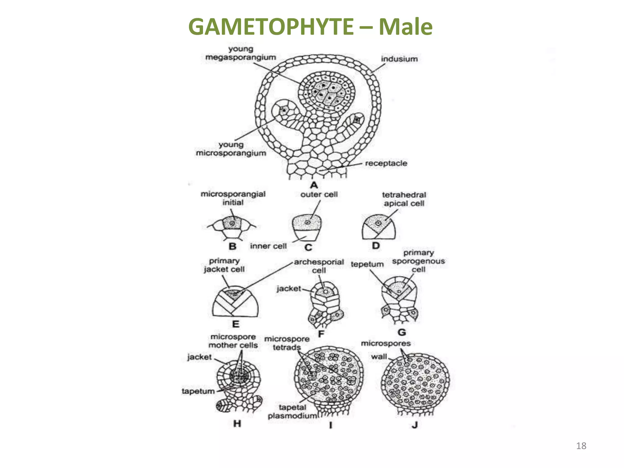 GAMETOPHYTE – Male
18
 