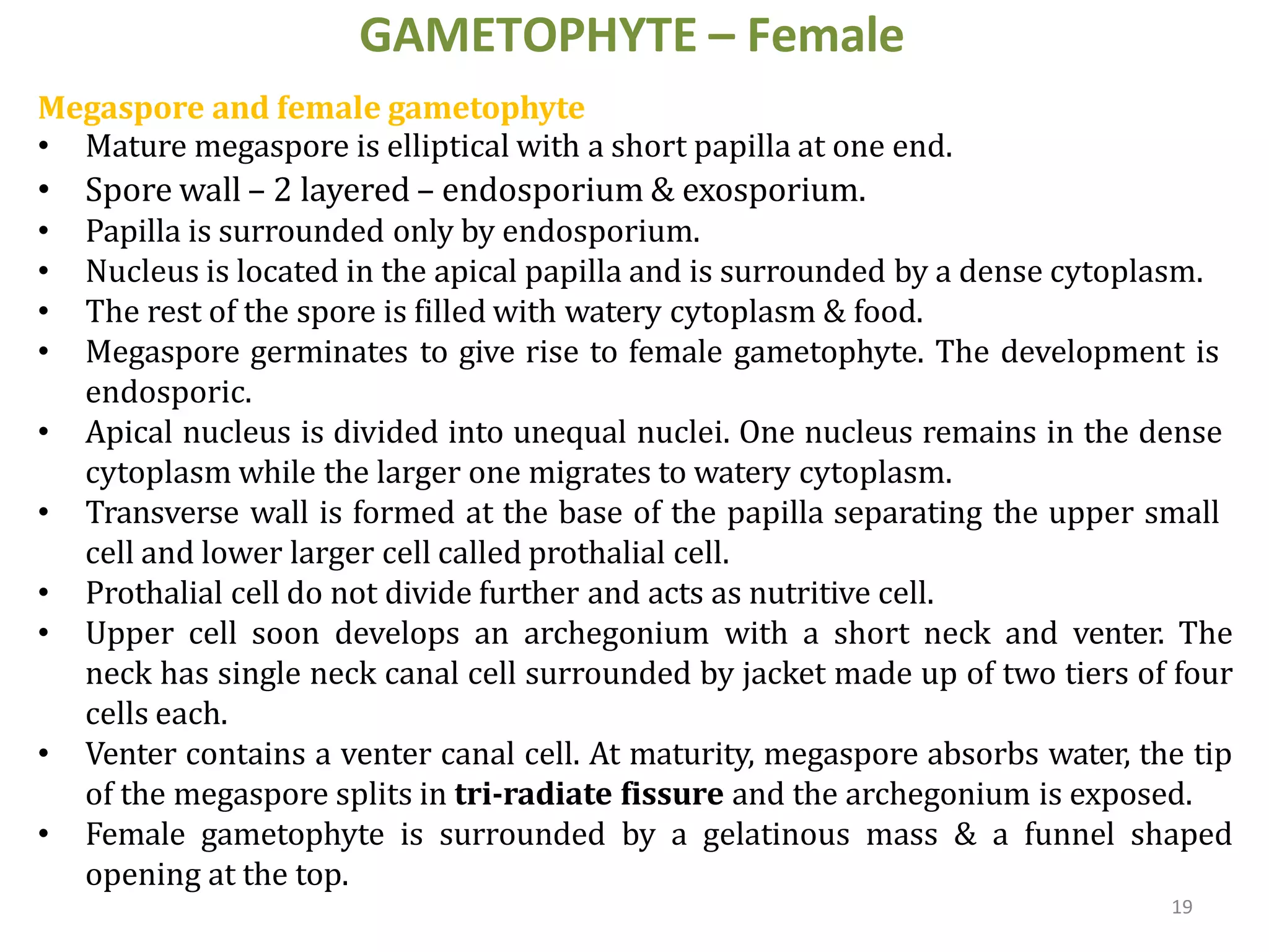 19
GAMETOPHYTE – Female
Megaspore and female gametophyte
• Mature megaspore is elliptical with a short papilla at one end.
• Spore wall – 2 layered – endosporium & exosporium.
• Papilla is surrounded only by endosporium.
• Nucleus is located in the apical papilla and is surrounded by a dense cytoplasm.
• The rest of the spore is filled with watery cytoplasm & food.
• Megaspore germinates to give rise to female gametophyte. The development is
endosporic.
• Apical nucleus is divided into unequal nuclei. One nucleus remains in the dense
cytoplasm while the larger one migrates to watery cytoplasm.
• Transverse wall is formed at the base of the papilla separating the upper small
cell and lower larger cell called prothalial cell.
• Prothalial cell do not divide further and acts as nutritive cell.
• Upper cell soon develops an archegonium with a short neck and venter. The
neck has single neck canal cell surrounded by jacket made up of two tiers of four
cells each.
• Venter contains a venter canal cell. At maturity, megaspore absorbs water, the tip
of the megaspore splits in tri-radiate fissure and the archegonium is exposed.
• Female gametophyte is surrounded by a gelatinous mass & a funnel shaped
opening at the top.
 