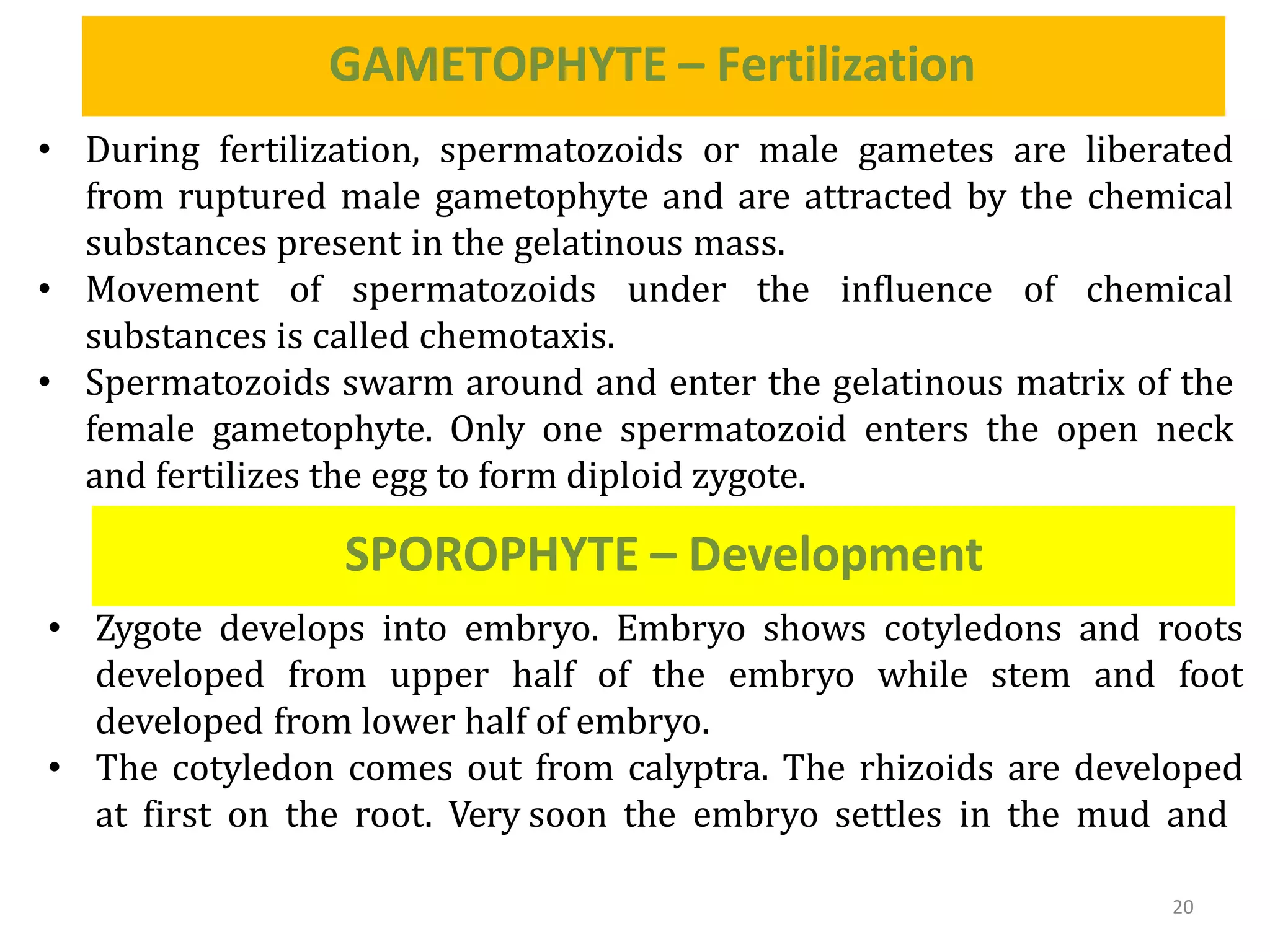 GAMETOPHYTE – Fertilization
20
• During fertilization, spermatozoids or male gametes are liberated
from ruptured male gametophyte and are attracted by the chemical
substances present in the gelatinous mass.
• Movement of spermatozoids under the influence of chemical
substances is called chemotaxis.
• Spermatozoids swarm around and enter the gelatinous matrix of the
female gametophyte. Only one spermatozoid enters the open neck
and fertilizes the egg to form diploid zygote.
SPOROPHYTE – Development
• Zygote develops into embryo. Embryo shows cotyledons and roots
developed from upper half of the embryo while stem and foot
developed from lower half of embryo.
• The cotyledon comes out from calyptra. The rhizoids are developed
at first on the root. Very soon the embryo settles in the mud and
 