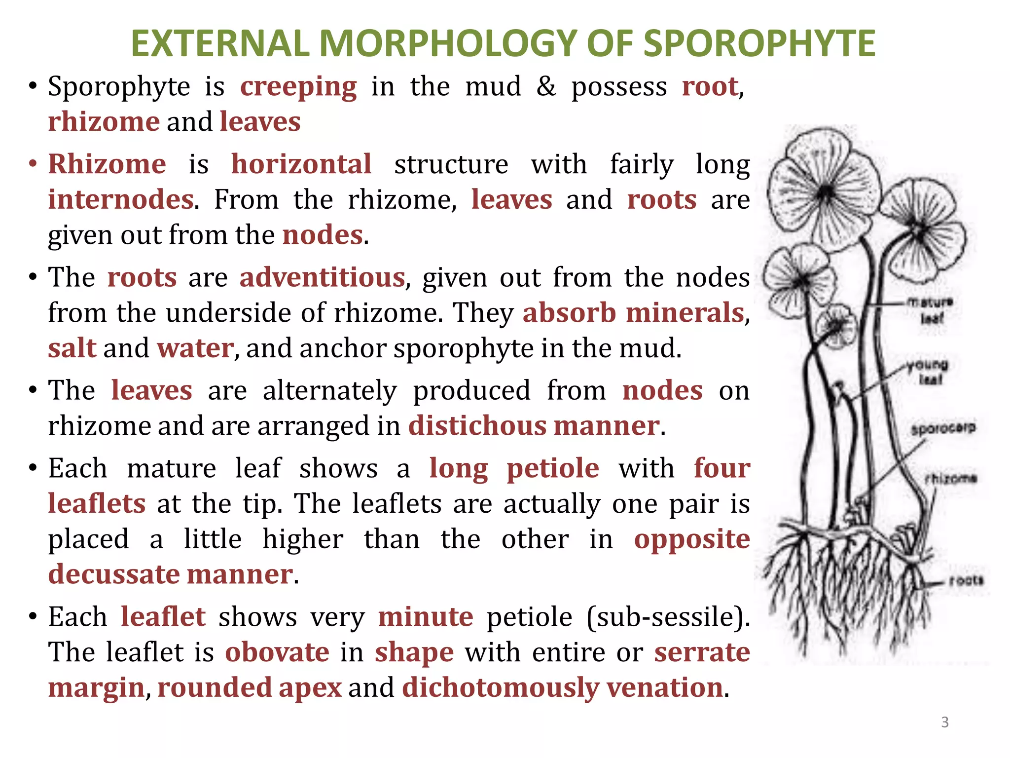 EXTERNAL MORPHOLOGY OF SPOROPHYTE
• Sporophyte is creeping in the mud & possess root,
rhizome and leaves
• Rhizome is horizontal structure with fairly long
internodes. From the rhizome, leaves and roots are
given out from the nodes.
• The roots are adventitious, given out from the nodes
from the underside of rhizome. They absorb minerals,
salt and water, and anchor sporophyte in the mud.
• The leaves are alternately produced from nodes on
rhizome and are arranged in distichous manner.
• Each mature leaf shows a long petiole with four
leaflets at the tip. The leaflets are actually one pair is
placed a little higher than the other in opposite
decussate manner.
• Each leaflet shows very minute petiole (sub-sessile).
The leaflet is obovate in shape with entire or serrate
margin, rounded apex and dichotomously venation.
3
 