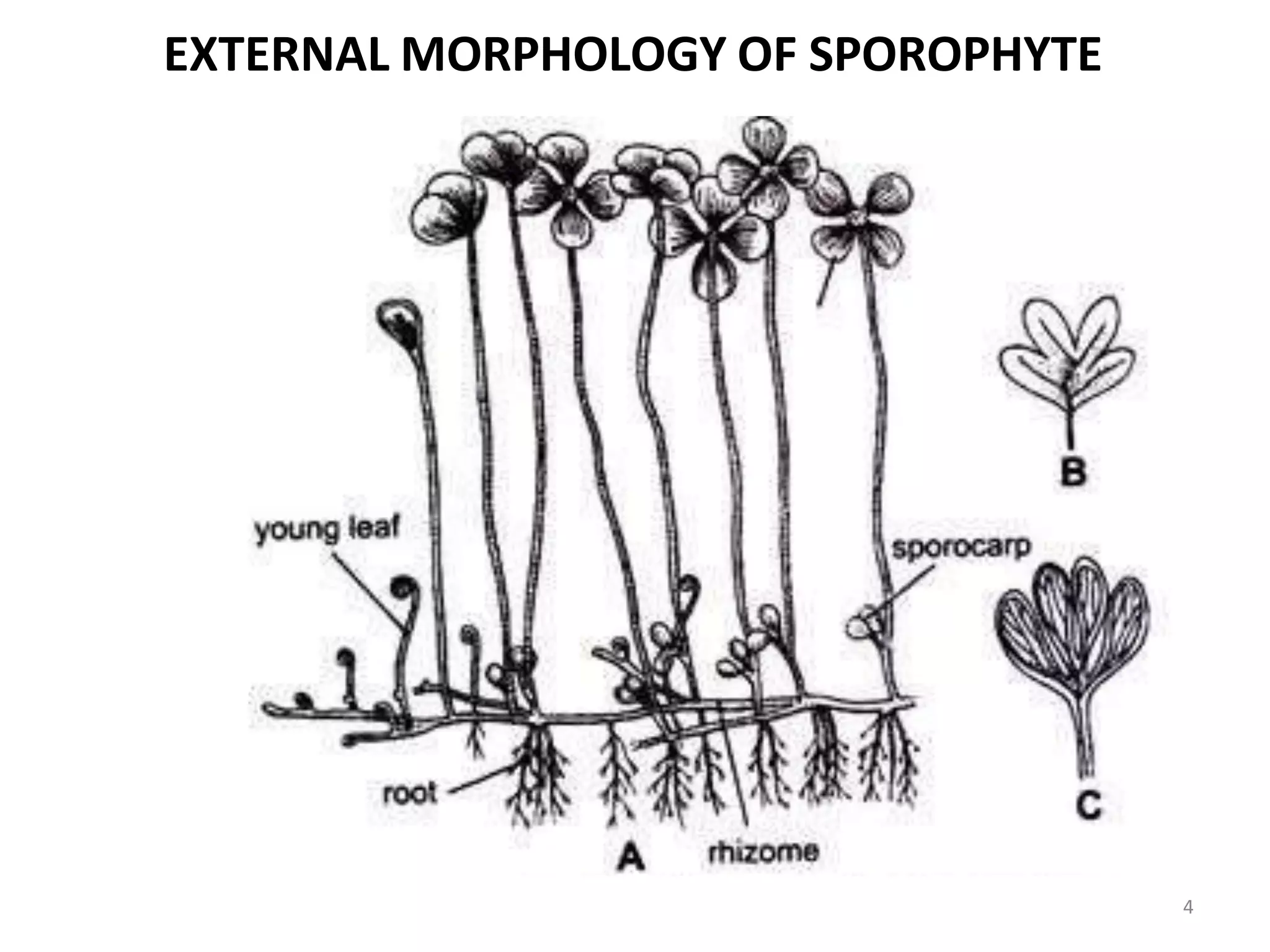 EXTERNAL MORPHOLOGY OF SPOROPHYTE
4
 