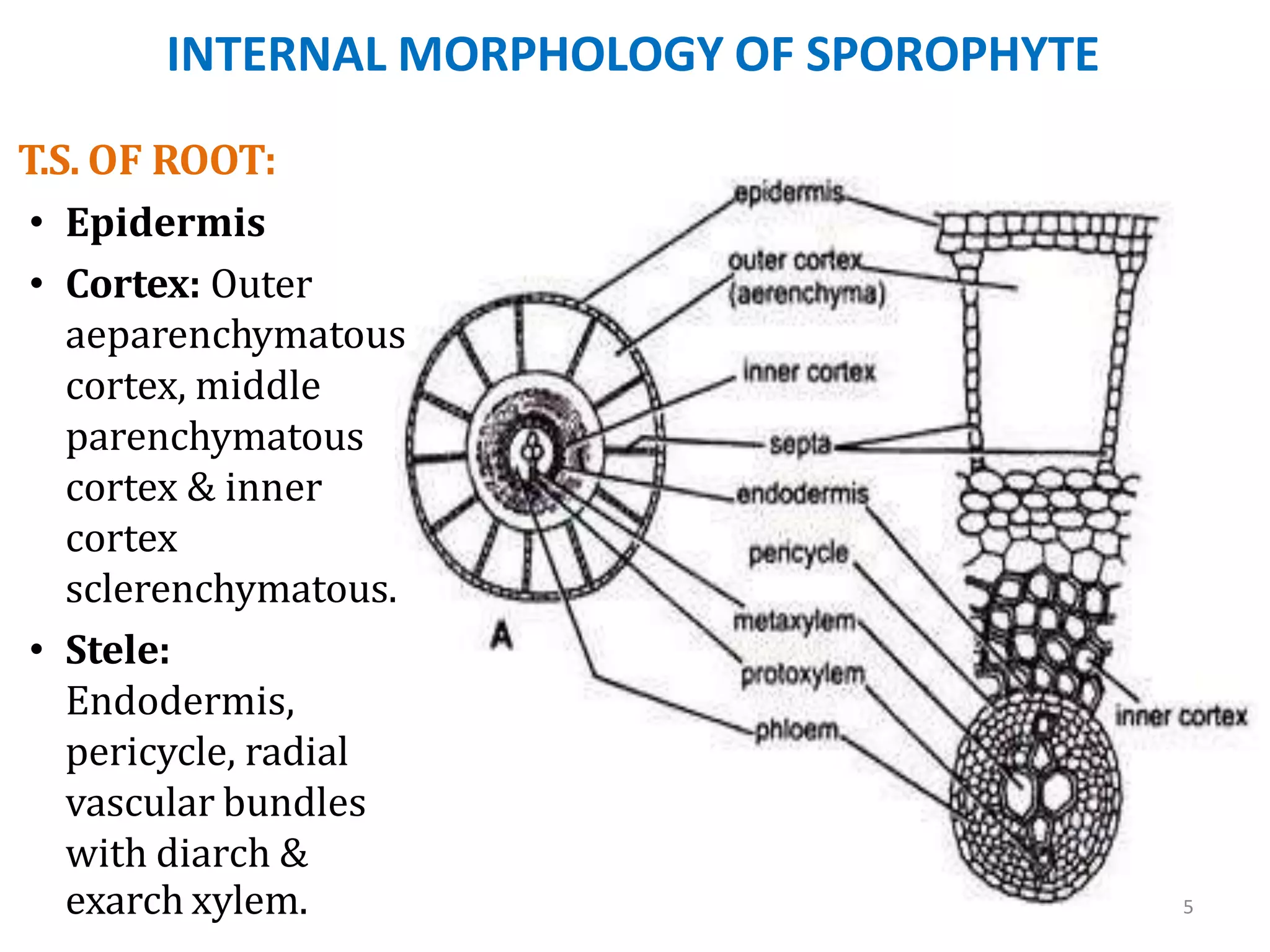 INTERNAL MORPHOLOGY OF SPOROPHYTE
exarch xylem. 5
T.S. OF ROOT:
• Epidermis
• Cortex: Outer
aeparenchymatous
cortex, middle
parenchymatous
cortex & inner
cortex
sclerenchymatous.
• Stele:
Endodermis,
pericycle, radial
vascular bundles
with diarch &
 