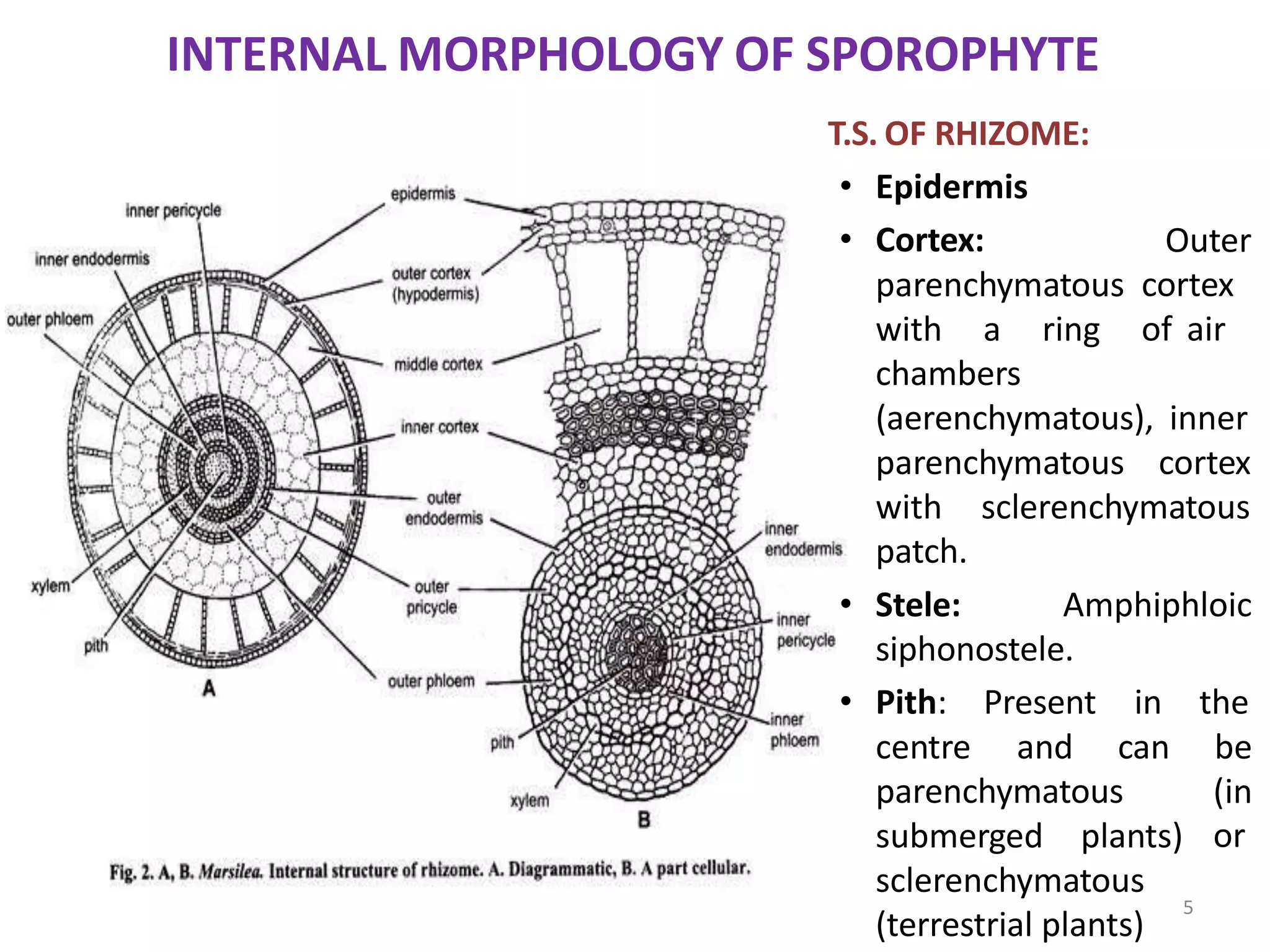 INTERNAL MORPHOLOGY OF SPOROPHYTE
T.S. OF RHIZOME:
• Epidermis
• Cortex:
parenchymatous
with a ring
Outer
cortex
of air
chambers
(aerenchymatous), inner
parenchymatous cortex
with sclerenchymatous
patch.
• Stele: Amphiphloic
centre and can
parenchymatous
submerged plants)
siphonostele.
• Pith: Present in the
be
(in
or
sclerenchymatous
(terrestrial plants)
5
 
