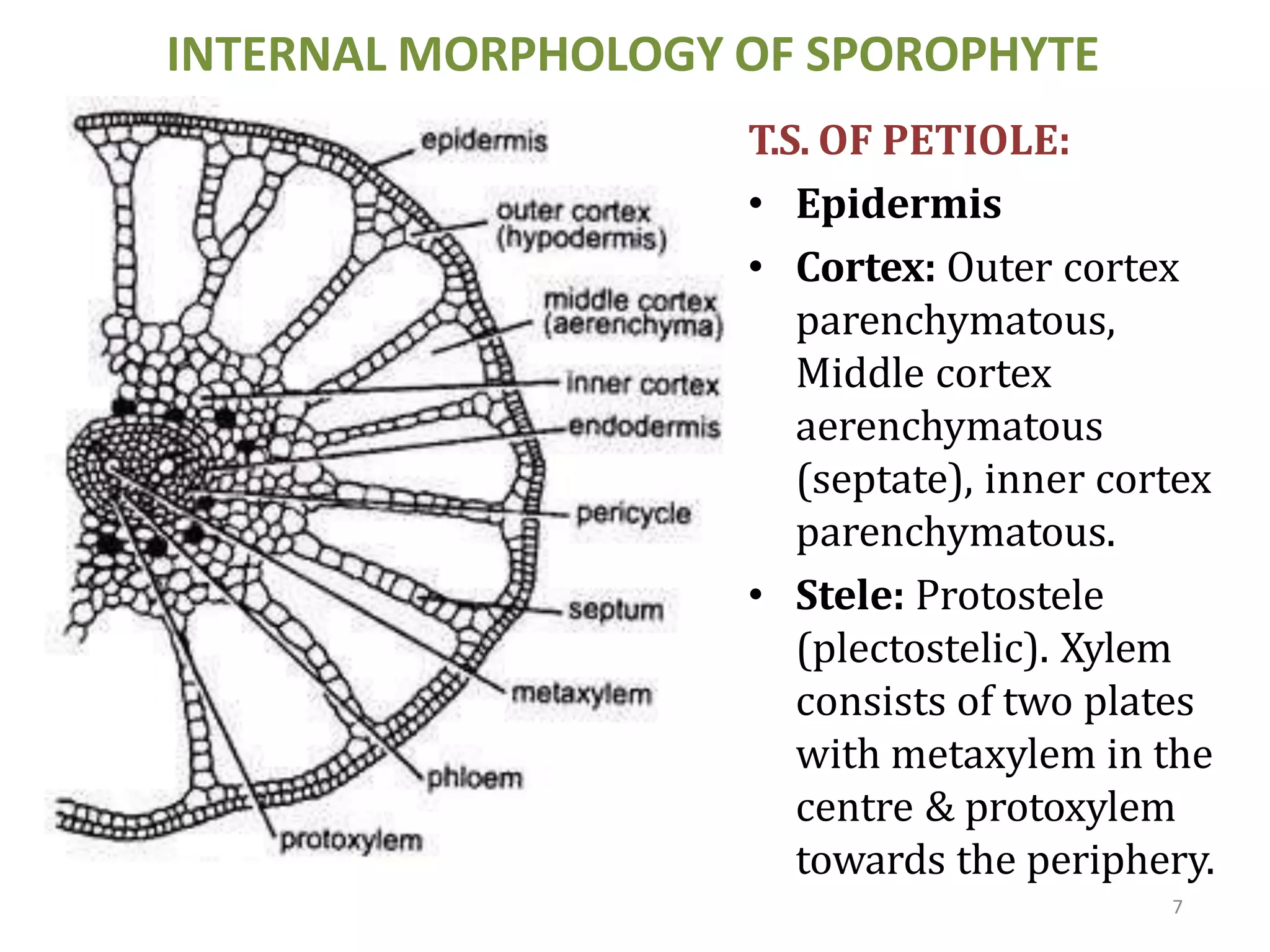 INTERNAL MORPHOLOGY OF SPOROPHYTE
T.S. OF PETIOLE:
• Epidermis
• Cortex: Outer cortex
parenchymatous,
Middle cortex
aerenchymatous
(septate), inner cortex
parenchymatous.
• Stele: Protostele
(plectostelic). Xylem
consists of two plates
with metaxylem in the
centre & protoxylem
towards the periphery.
7
 