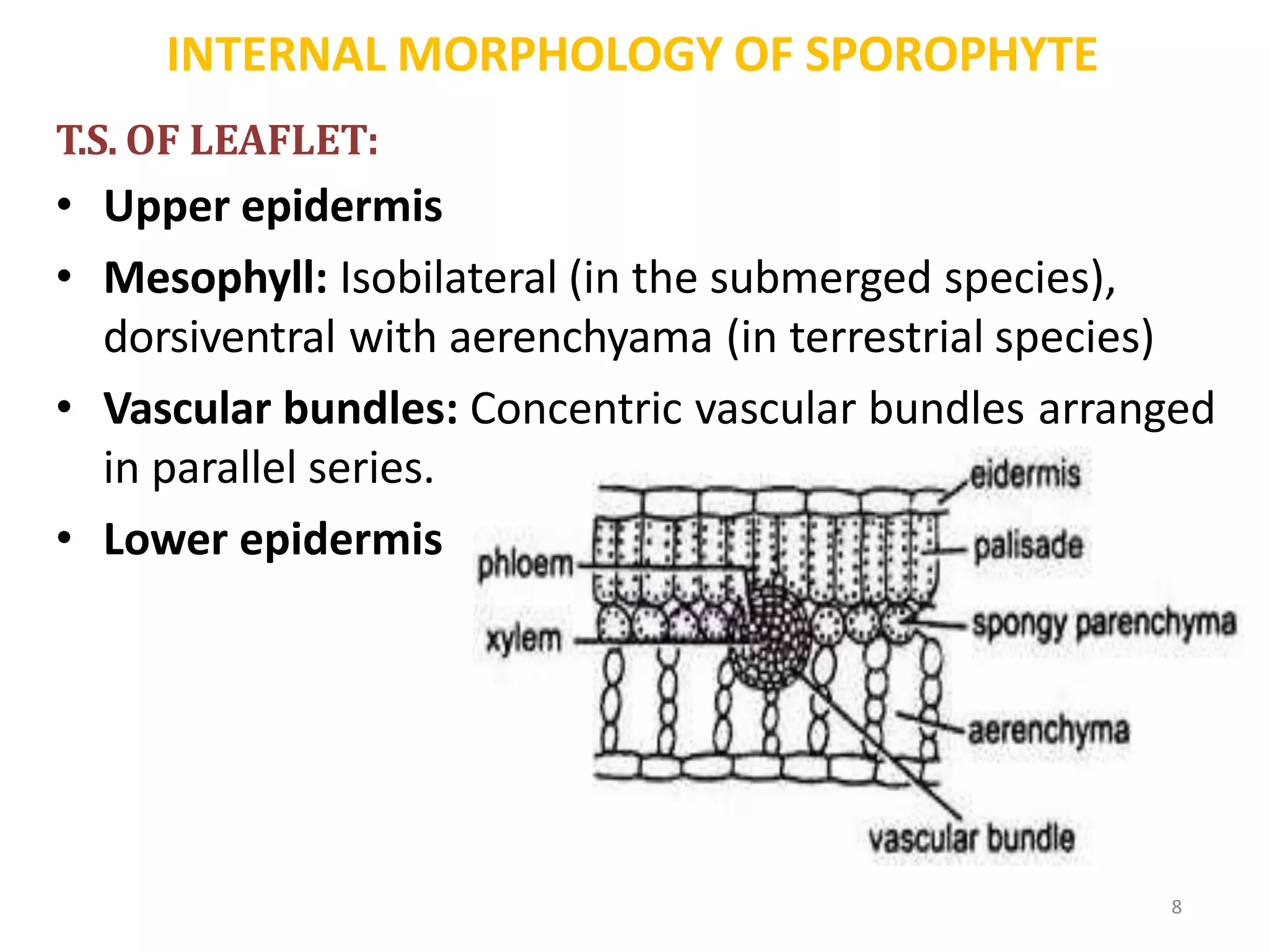 INTERNAL MORPHOLOGY OF SPOROPHYTE
8
T.S. OF LEAFLET:
• Upper epidermis
• Mesophyll: Isobilateral (in the submerged species),
dorsiventral with aerenchyama (in terrestrial species)
• Vascular bundles: Concentric vascular bundles arranged
in parallel series.
• Lower epidermis
 