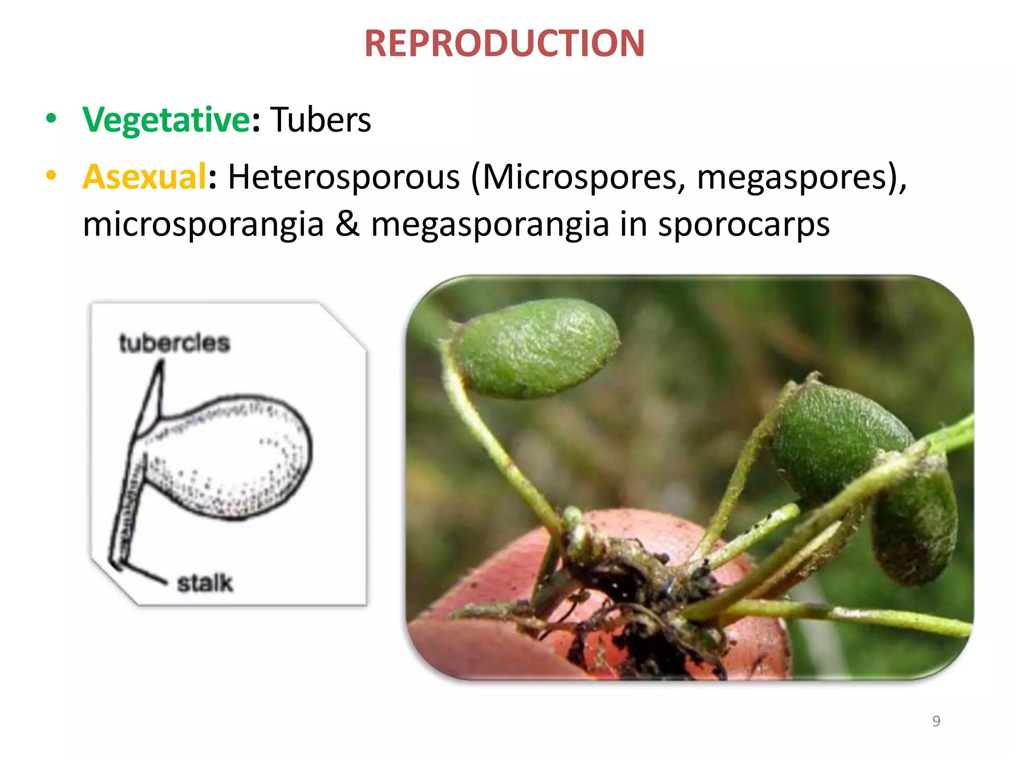 REPRODUCTION
• Vegetative: Tubers
• Asexual: Heterosporous (Microspores, megaspores),
microsporangia & megasporangia in sporocarps
9
 