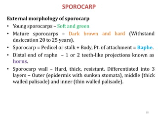 10
SPOROCARP
External morphology of sporocarp
• Young sporocarps – Soft and green
• Mature sporocarps – Dark brown
desiccation 20 to 25 years).
and hard (Withstand
• Sporocarp = Pedicel or stalk + Body, Pt. of attachment = Raphe.
• Distal end of raphe – 1 or 2 teeth-like projections known as
horns.
• Sporocarp wall – Hard, thick, resistant. Differentiated into 3
layers – Outer (epidermis with sunken stomata), middle (thick
walled palisade) and inner (thin walled palisade).
 