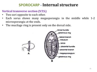 SPOROCARP - Internal structure
Vertical transverse section (V.T.S.)
• Two sori opposite to each other.
• Each sorus shows many megasporangia in the middle while 1-2
microsporangia at the ends.
• The mucilage ring is present only on the dorsal side.
15
 