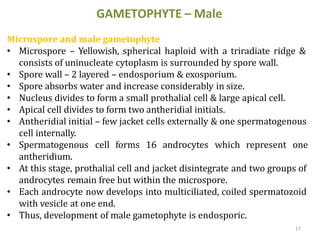 17
GAMETOPHYTE – Male
Microspore and male gametophyte
• Microspore – Yellowish, spherical haploid with a triradiate ridge &
consists of uninucleate cytoplasm is surrounded by spore wall.
• Spore wall – 2 layered – endosporium & exosporium.
• Spore absorbs water and increase considerably in size.
• Nucleus divides to form a small prothalial cell & large apical cell.
• Apical cell divides to form two antheridial initials.
• Antheridial initial – few jacket cells externally & one spermatogenous
cell internally.
• Spermatogenous cell forms 16 androcytes which represent one
antheridium.
• At this stage, prothalial cell and jacket disintegrate and two groups of
androcytes remain free but within the microspore.
• Each androcyte now develops into multiciliated, coiled spermatozoid
with vesicle at one end.
• Thus, development of male gametophyte is endosporic.
 