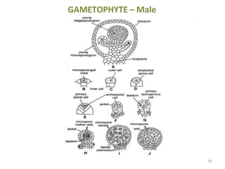 GAMETOPHYTE – Male
18
 