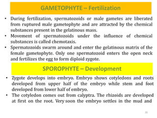 GAMETOPHYTE – Fertilization
20
• During fertilization, spermatozoids or male gametes are liberated
from ruptured male gametophyte and are attracted by the chemical
substances present in the gelatinous mass.
• Movement of spermatozoids under the influence of chemical
substances is called chemotaxis.
• Spermatozoids swarm around and enter the gelatinous matrix of the
female gametophyte. Only one spermatozoid enters the open neck
and fertilizes the egg to form diploid zygote.
SPOROPHYTE – Development
• Zygote develops into embryo. Embryo shows cotyledons and roots
developed from upper half of the embryo while stem and foot
developed from lower half of embryo.
• The cotyledon comes out from calyptra. The rhizoids are developed
at first on the root. Very soon the embryo settles in the mud and
 