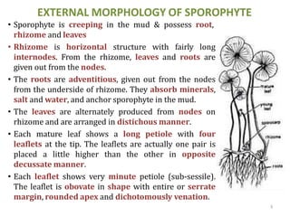 EXTERNAL MORPHOLOGY OF SPOROPHYTE
• Sporophyte is creeping in the mud & possess root,
rhizome and leaves
• Rhizome is horizontal structure with fairly long
internodes. From the rhizome, leaves and roots are
given out from the nodes.
• The roots are adventitious, given out from the nodes
from the underside of rhizome. They absorb minerals,
salt and water, and anchor sporophyte in the mud.
• The leaves are alternately produced from nodes on
rhizome and are arranged in distichous manner.
• Each mature leaf shows a long petiole with four
leaflets at the tip. The leaflets are actually one pair is
placed a little higher than the other in opposite
decussate manner.
• Each leaflet shows very minute petiole (sub-sessile).
The leaflet is obovate in shape with entire or serrate
margin, rounded apex and dichotomously venation.
3
 