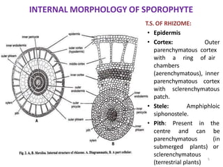 INTERNAL MORPHOLOGY OF SPOROPHYTE
T.S. OF RHIZOME:
• Epidermis
• Cortex:
parenchymatous
with a ring
Outer
cortex
of air
chambers
(aerenchymatous), inner
parenchymatous cortex
with sclerenchymatous
patch.
• Stele: Amphiphloic
centre and can
parenchymatous
submerged plants)
siphonostele.
• Pith: Present in the
be
(in
or
sclerenchymatous
(terrestrial plants)
5
 