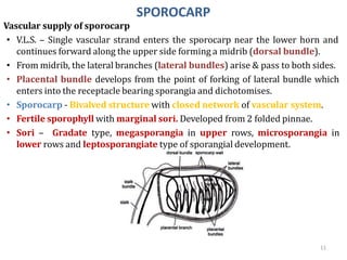 SPOROCARP
Vascular supply of sporocarp
• V.L.S. – Single vascular strand enters the sporocarp near the lower horn and
cont...