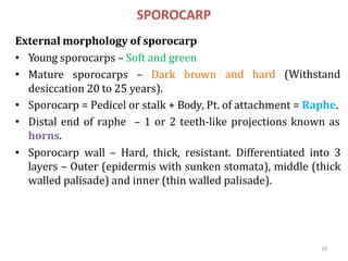 10
SPOROCARP
External morphology of sporocarp
• Young sporocarps – Soft and green
• Mature sporocarps – Dark brown
desicca...