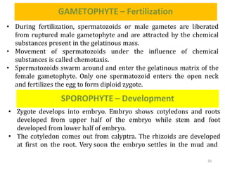 GAMETOPHYTE – Fertilization
20
• During fertilization, spermatozoids or male gametes are liberated
from ruptured male game...