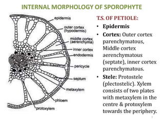 INTERNAL MORPHOLOGY OF SPOROPHYTE
T.S. OF PETIOLE:
• Epidermis
• Cortex: Outer cortex
parenchymatous,
Middle cortex
aerenc...