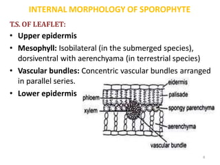 INTERNAL MORPHOLOGY OF SPOROPHYTE
8
T.S. OF LEAFLET:
• Upper epidermis
• Mesophyll: Isobilateral (in the submerged species...