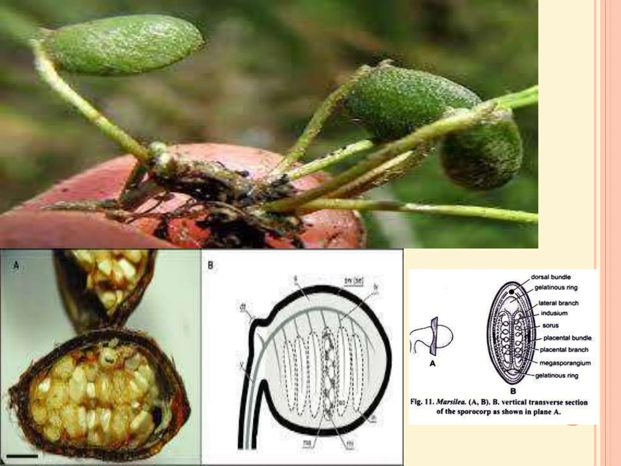 MARSILEA notes in detail for II year Botany.ppt
