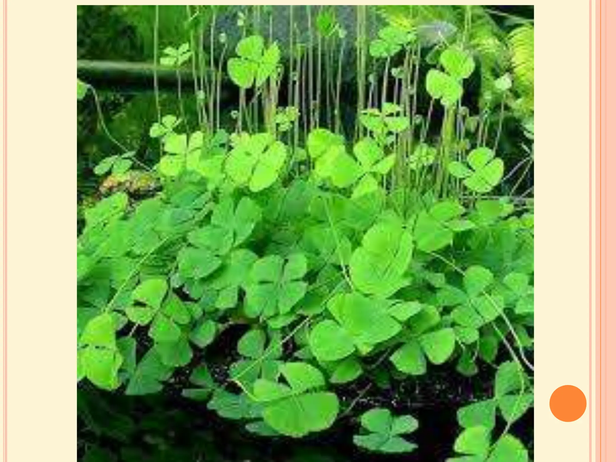 MARSILEA notes in detail for II year Botany.ppt