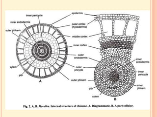 MARSILEA notes in detail for II year Botany.ppt