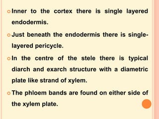 MARSILEA notes in detail for II year Botany.ppt