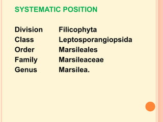 MARSILEA notes in detail for II year Botany.ppt