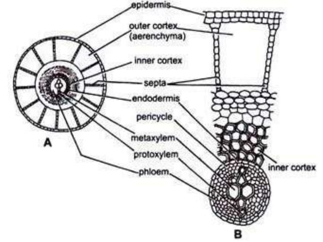 MARSILEA notes in detail for II year Botany.ppt