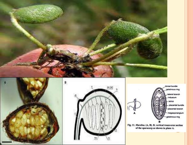 MARSILEA notes in detail for II year Botany.ppt