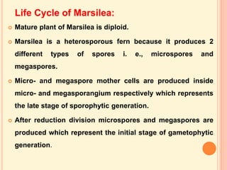 MARSILEA notes in detail for II year Botany.ppt