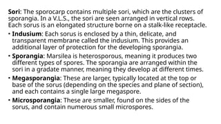 Comprehensive Seminar on Morphology, Anatomy, and Reproduction of ...