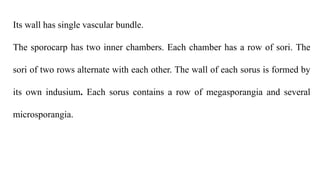 Its wall has single vascular bundle.
The sporocarp has two inner chambers. Each chamber has a row of sori. The
sori of two rows alternate with each other. The wall of each sorus is formed by
its own indusium. Each sorus contains a row of megasporangia and several
microsporangia.
 