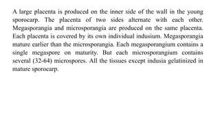 A large placenta is produced on the inner side of the wall in the young
sporocarp. The placenta of two sides alternate with each other.
Megasporangia and microsporangia are produced on the same placenta.
Each placenta is covered by its own individual indusium. Megasporangia
mature earlier than the microsporangia. Each megasporangium contains a
single megaspore on maturity. But each microsporangium contains
several (32-64) microspores. All the tissues except indusia gelatinized in
mature sporocarp.
 