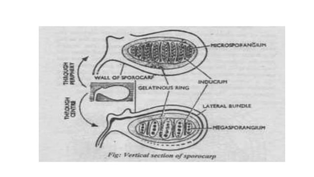 Marsilea structure and reproduction | PPTX