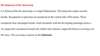 Development of the Sporocarp
It is believed that the sporocarp is a single folded pinna. This pinna has single vascular
bundle. Receptacles or placentas are produced on the ventral side of this pinna. These
receptacles bear sporangial initials. Each receptacle with the developing sporangia forms a
An outgrowth is produced towards the midrib side of pinna. outgrowth forms a covering over
the sorus. This covering is known as the indusium.
 