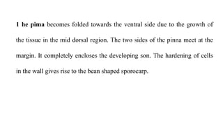 1 he pima becomes folded towards the ventral side due to the growth of
the tissue in the mid dorsal region. The two sides of the pinna meet at the
margin. It completely encloses the developing son. The hardening of cells
in the wall gives rise to the bean shaped sporocarp.
 