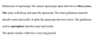 Dehiscence of sporocarp: The mature sporocarps open after two or three years.
The stony wall decay and open the sporocarp. The inner gelatinous material
absorbs water and swells. It splits the sporocarp into two valves. The gelatinous
cord or sporophore absorbs water and swells.
The spores remain viable for a very long period.
 