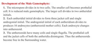 Development of the Male Gametophyte:
1. The microspore divides in to two cells. The smaller cell becomes prothalial
cell. It is reduced male gametophyte. The larger cell divides in two antheridial
initials.
2. Each antheridial initial divides to form three jacket cell and single
androgonial initial. The androgonial initial of each antheridium divides to
produces 16 androcytes (antherozoid mother cells). Each androcyte changes
into antherozoid.
3. The antherozoids have many coils and single flagella. The prothalial cell
and the jacket cells of both the antheridia disintegrate. Thus the antherozoids
become free in the Surrounding water.
 