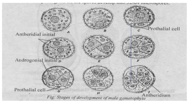 Marsilea structure and reproduction | PPTX